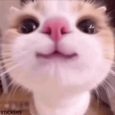 Cute cat taking a photo